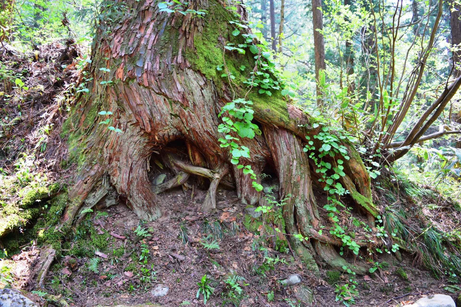 羽黒山参道の杉並木。樹齢数百年の杉の木漏れ日が石段に降りそそぐ