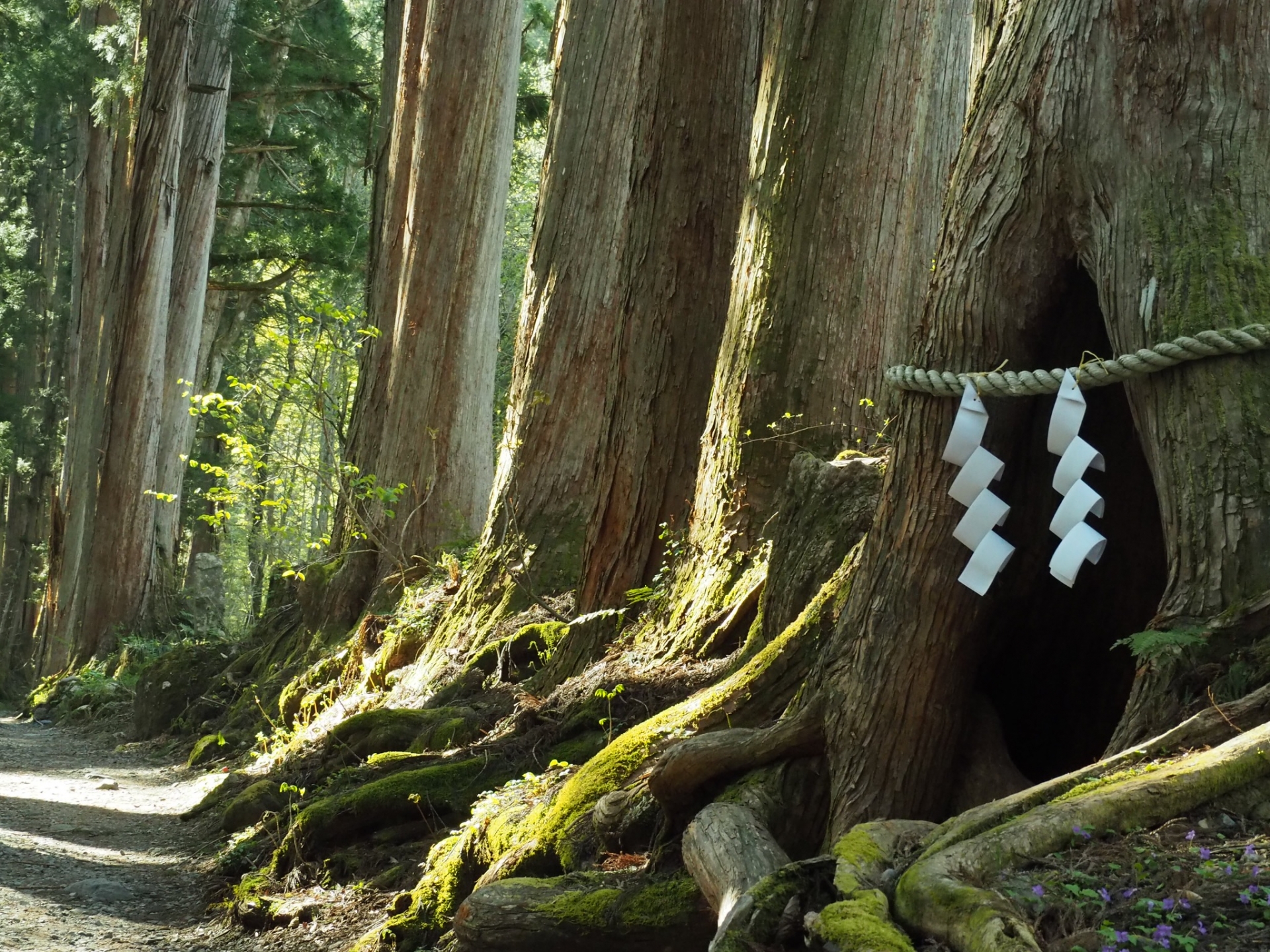 巨木のうろ　老杉の静寂