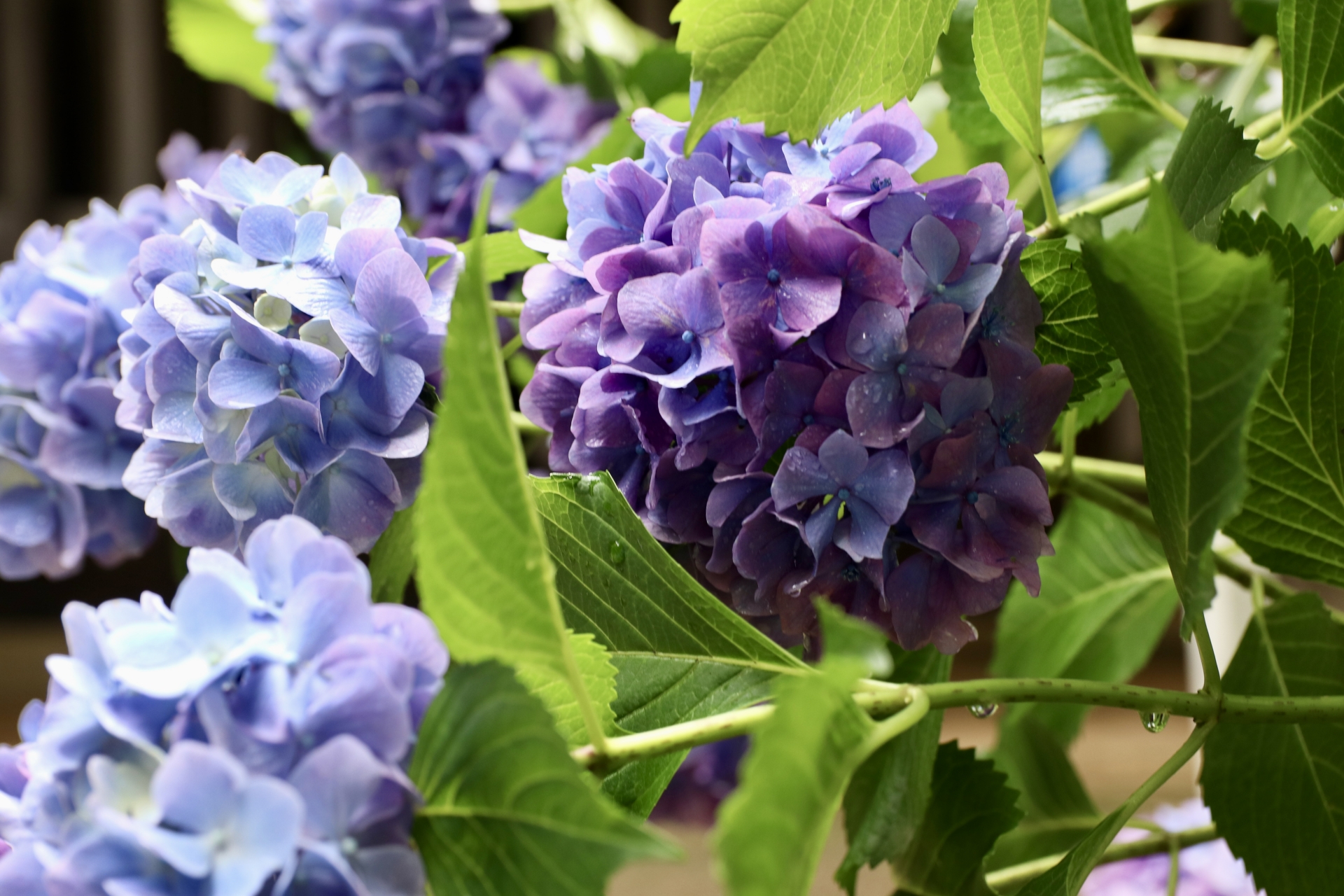 初夏の紫陽花の若葉。まだ花を咲かせる前の青い葉が境内を覆う