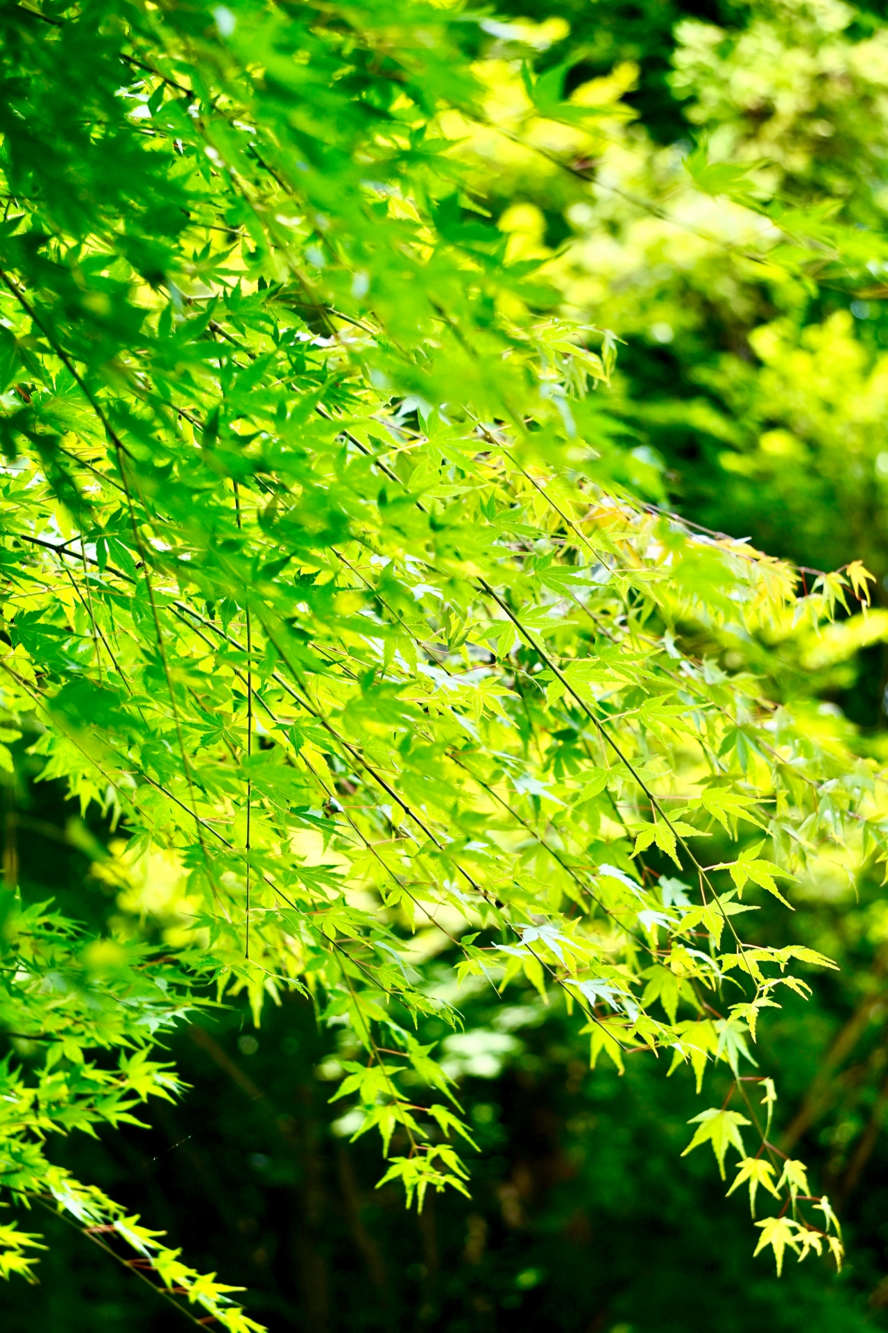 透き通る青紅葉　山里の静けさ