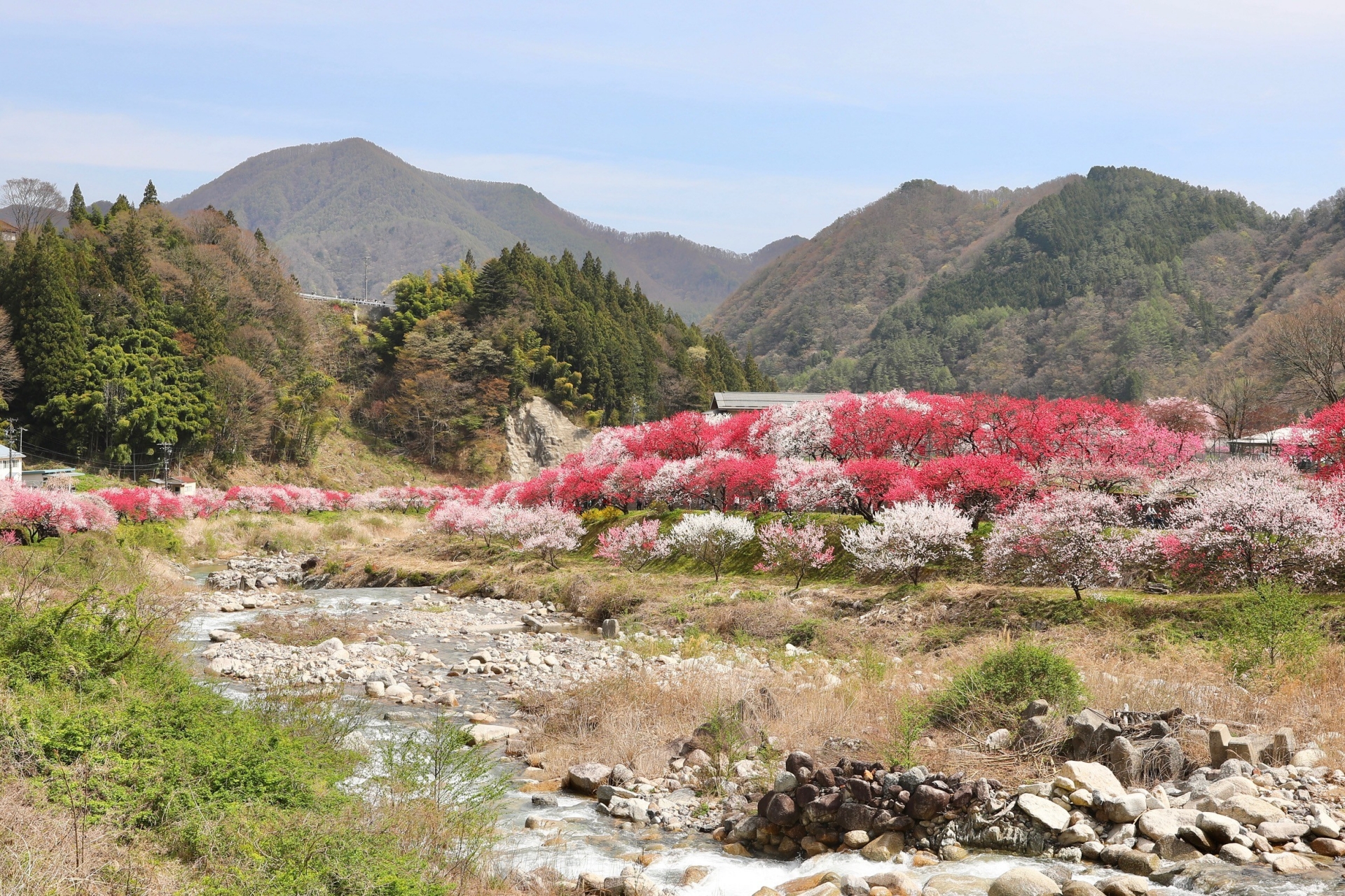 別所温泉へ向かう信州の山並みと花桃の春景色