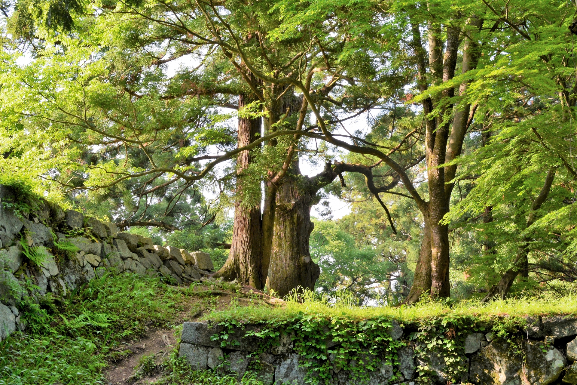 高取城跡へ続く登山道。苔むした石垣と新緑が朝の光に照らされる