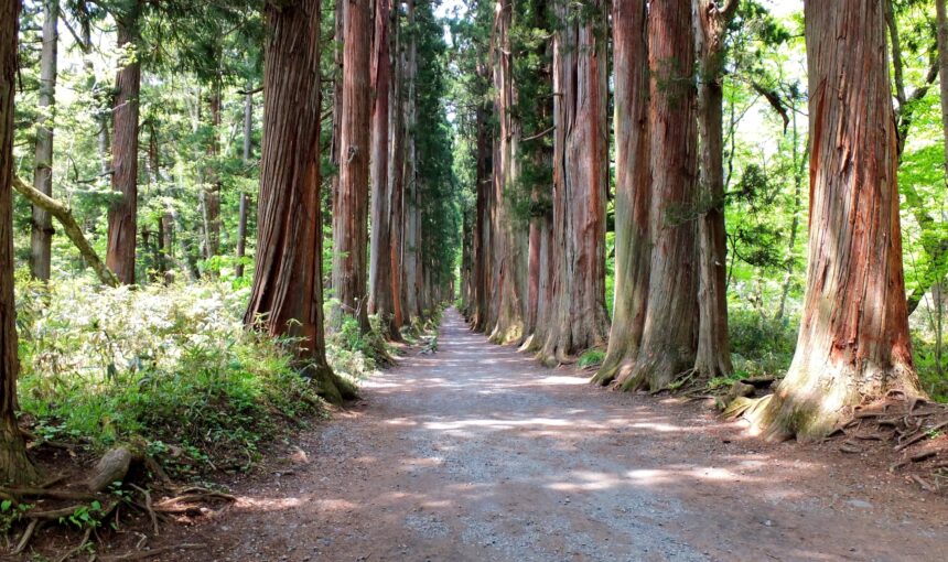 余白を取り戻す、長野・戸隠の森。神域に泊まる一人宿坊と朝のそば打ち