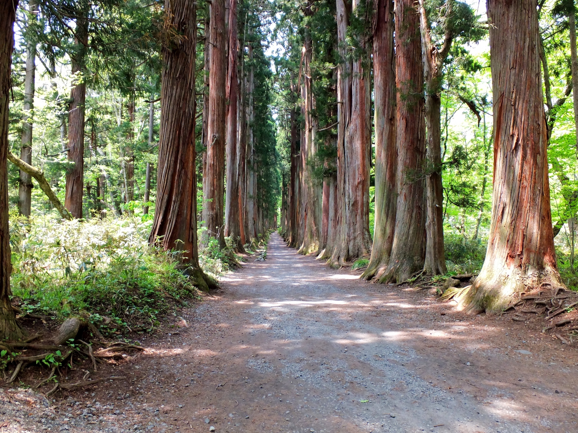 長野・戸隠神社 奥社参道の杉並木。樹齢400年の杉が連なる静謐な森の道