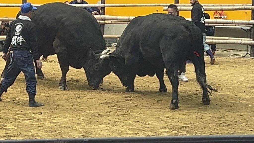 愛媛のじゃない方──冬の宇和島、正月闘牛と鯛めしをめぐる一人旅
