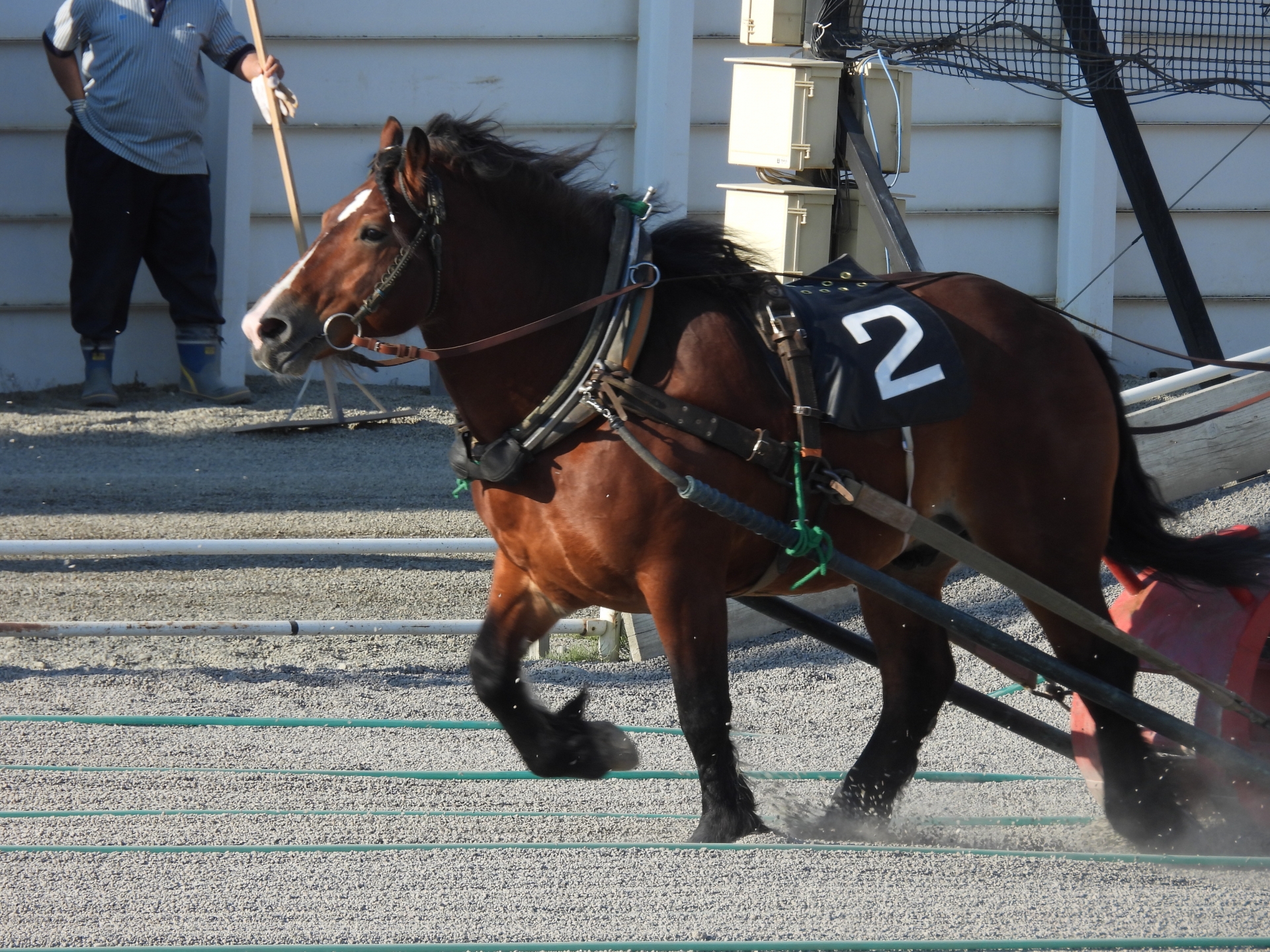 帯広競馬場のばんえい競馬 ── 重種馬が鉄のそりを引く世界唯一の競馬