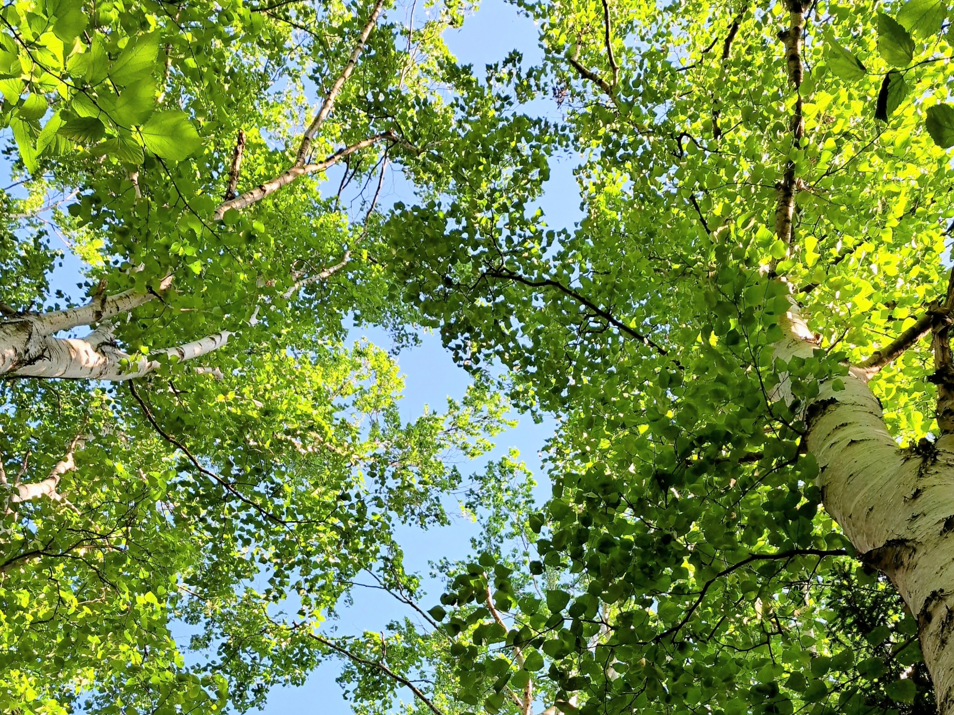 帯広近郊 白樺林の木漏れ日 ── 農道に並ぶ白と黒の縞模様