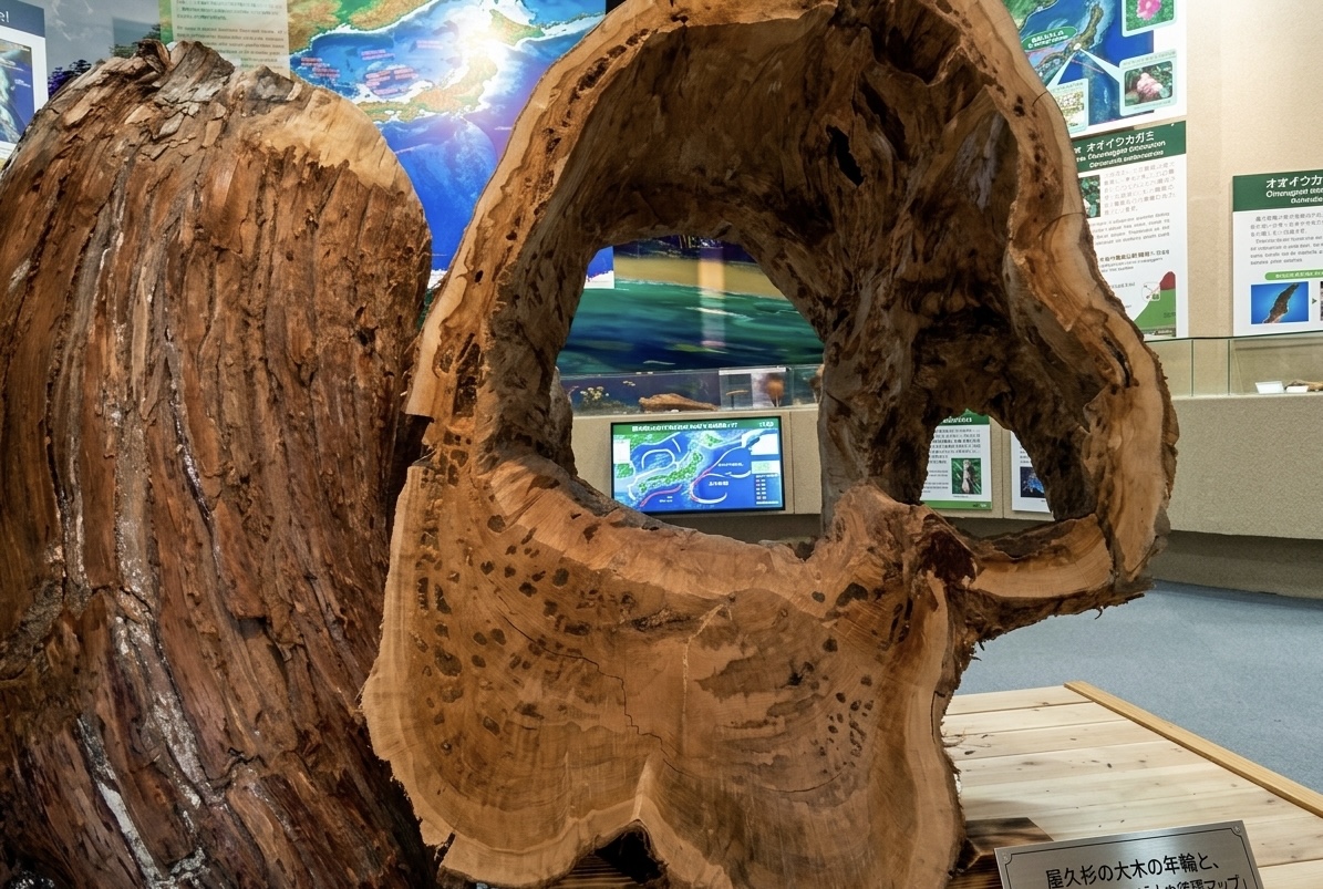 隠岐自然館に展示された大木の年輪