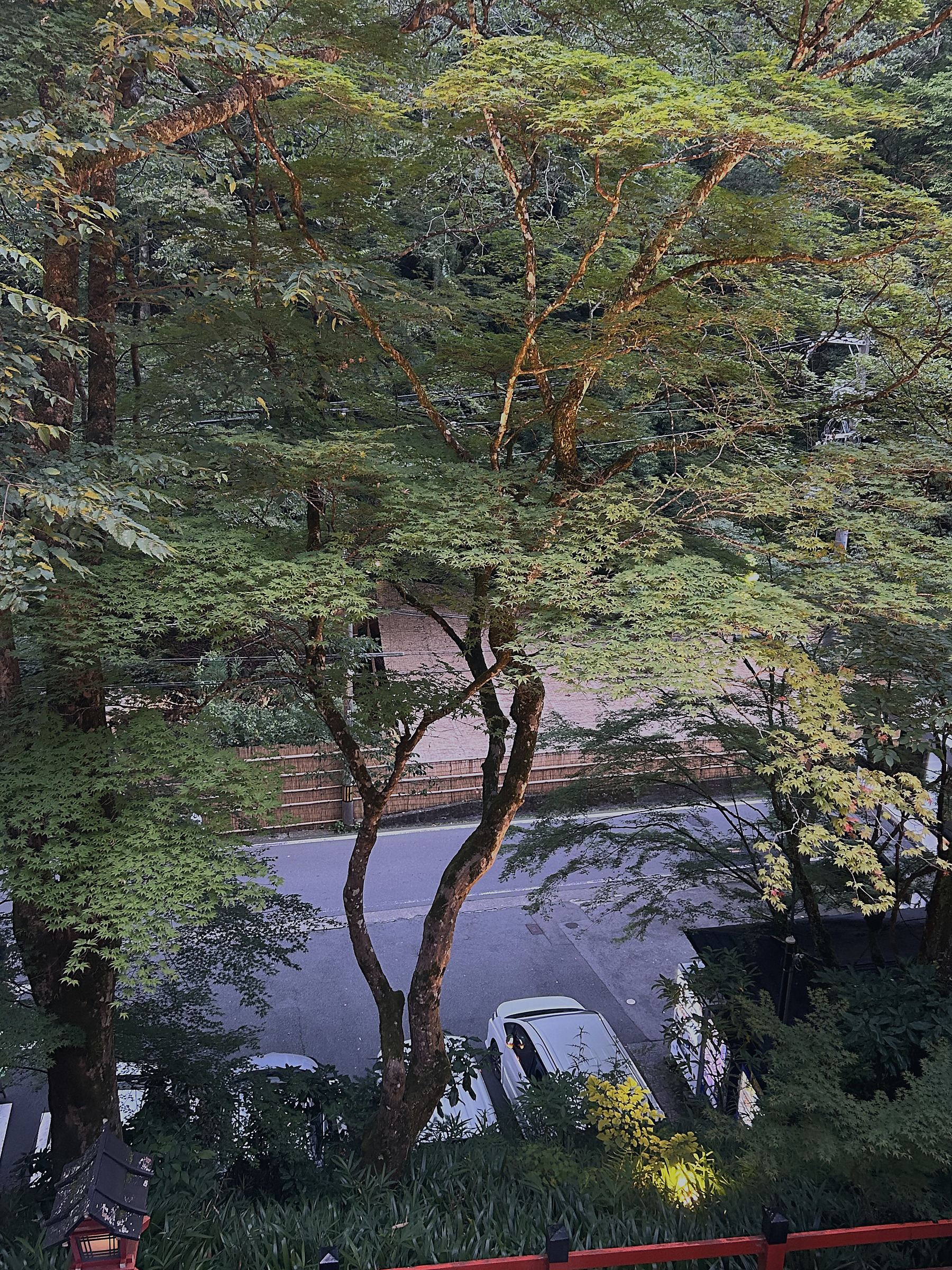 貴船川沿いのもみじ